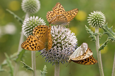 BUITEN BEELD Foto: 38461