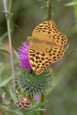 BUITEN BEELD Foto: 38463
