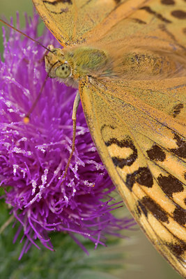 BUITEN BEELD Foto: 38465