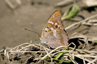 BUITEN BEELD Foto: 38476