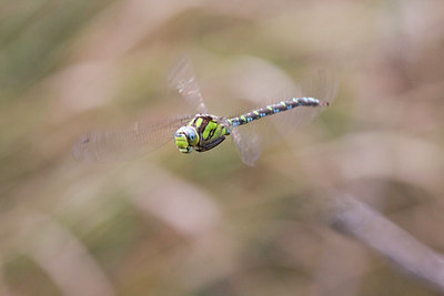 BUITEN BEELD Foto: 38490