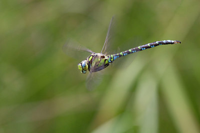 BUITEN BEELD Foto: 38491