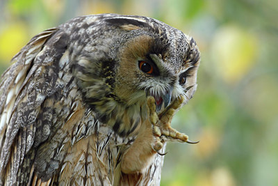 BUITEN BEELD Foto: 38518