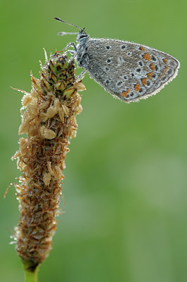 BUITEN BEELD Foto: 38521