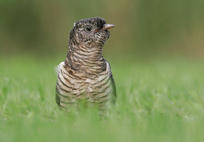 BUITEN BEELD Foto: 38527