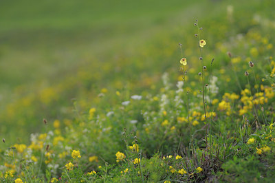 BUITEN BEELD Foto: 38530