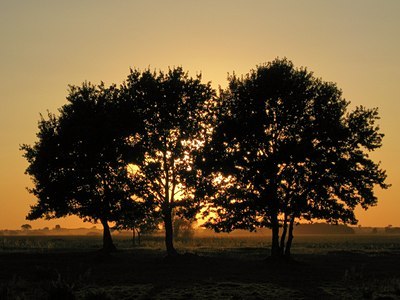BUITEN BEELD Foto: 38532