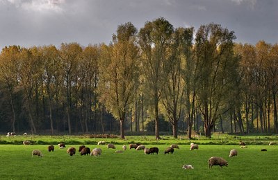 BUITEN BEELD Foto: 38536