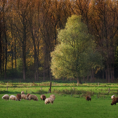 BUITEN BEELD Foto: 38537