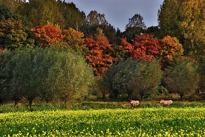 BUITEN BEELD Foto: 38538