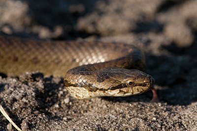 BUITEN BEELD Foto: 38540