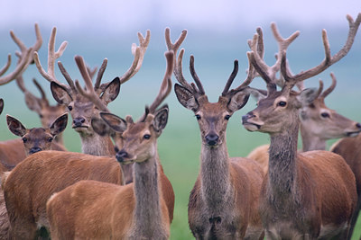 BUITEN BEELD Foto: 38559