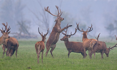 BUITEN BEELD Foto: 38560