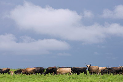 BUITEN BEELD Foto: 38566