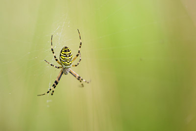 BUITEN BEELD Foto: 38567