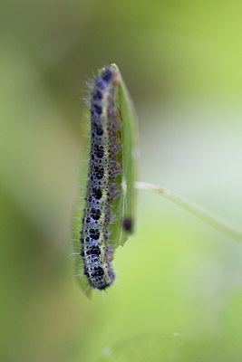 BUITEN BEELD Foto: 38570