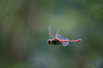BUITEN BEELD Foto: 38572