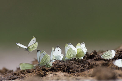 BUITEN BEELD Foto: 38573