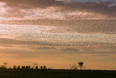 BUITEN BEELD Foto: 38577