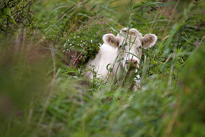 BUITEN BEELD Foto: 38592