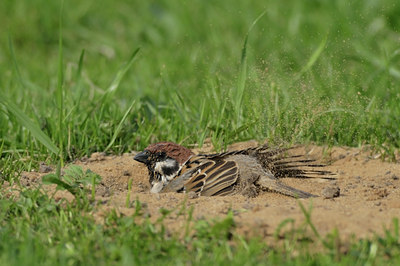 BUITEN BEELD Foto: 38623