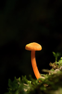 BUITEN BEELD Foto: 38626