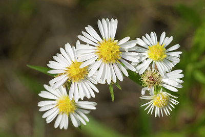 BUITEN BEELD Foto: 38627