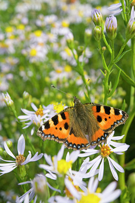 BUITEN BEELD Foto: 38636