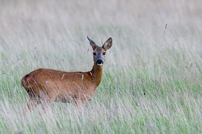 BUITEN BEELD Foto: 38642