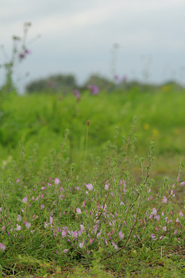 BUITEN BEELD Foto: 38648