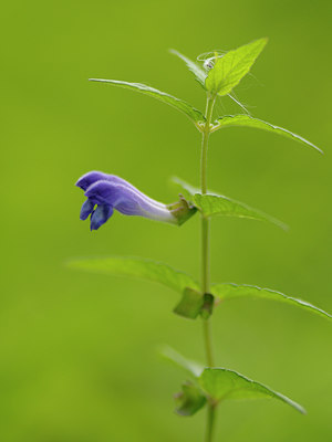 BUITEN BEELD Foto: 38649