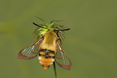 BUITEN BEELD Foto: 38652