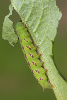 BUITEN BEELD Foto: 38656