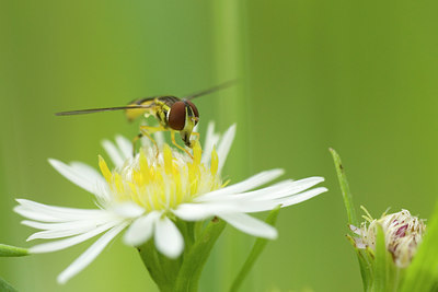 BUITEN BEELD Foto: 38675