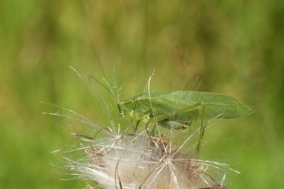BUITEN BEELD Foto: 38678