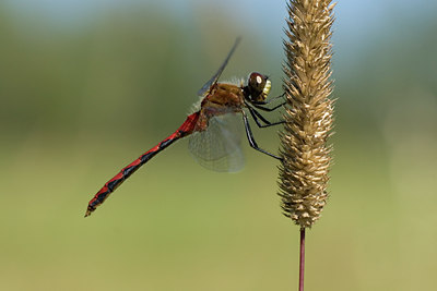 BUITEN BEELD Foto: 38685