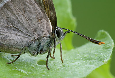 BUITEN BEELD Foto: 38687