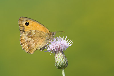 BUITEN BEELD Foto: 38688