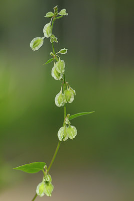 BUITEN BEELD Foto: 38695