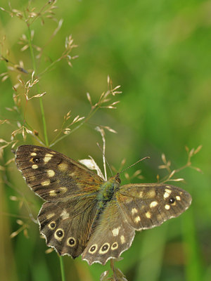 BUITEN BEELD Foto: 38697