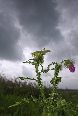 BUITEN BEELD Foto: 38722