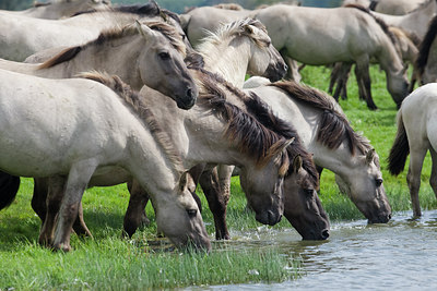 BUITEN BEELD Foto: 38725