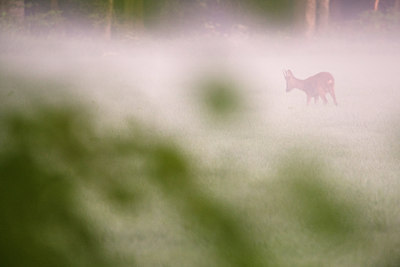 BUITEN BEELD Foto: 38734