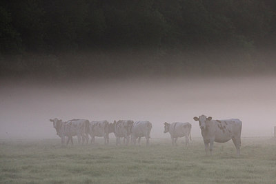 BUITEN BEELD Foto: 38736