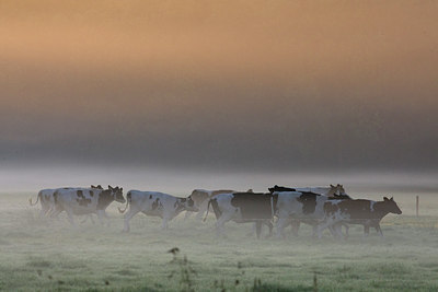 BUITEN BEELD Foto: 38738