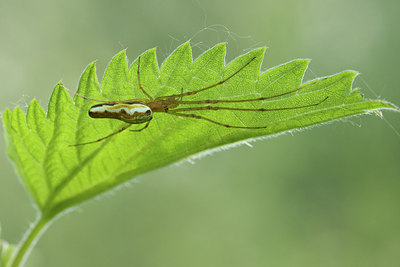 BUITEN BEELD Foto: 38751
