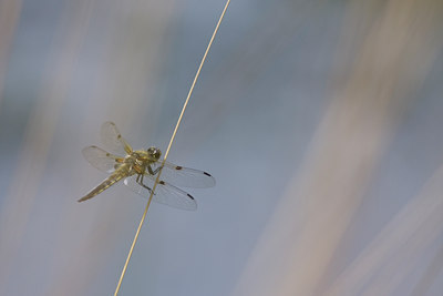 BUITEN BEELD Foto: 38752