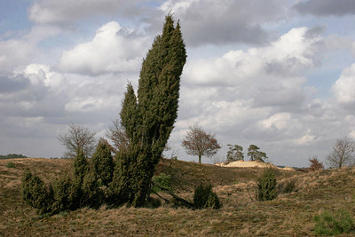 BUITEN BEELD Foto: 38803