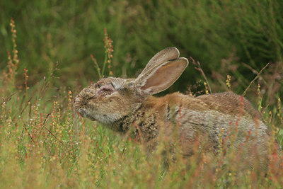 BUITEN BEELD Foto: 38809