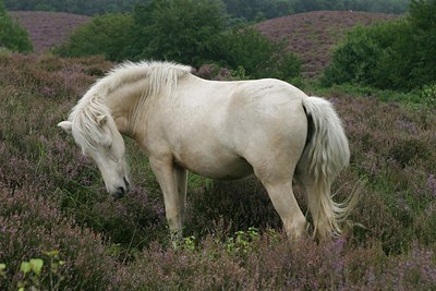 BUITEN BEELD Foto: 38812